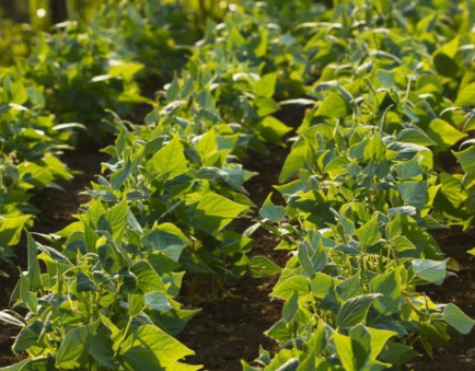 蒙育瓦县雨绿豆